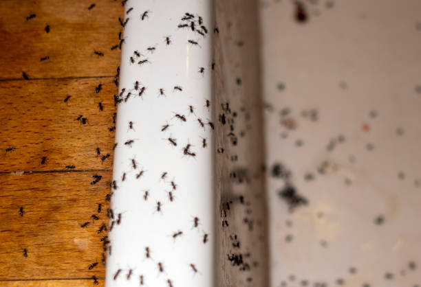 Best Insect Control  in Woodfield, SC